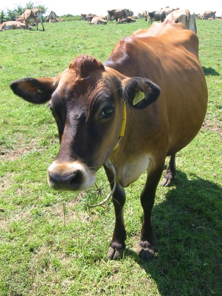 Ode to the Cow | Random Misanthrope